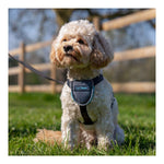 Dog Harness Company of Animals CarSafe Black XS