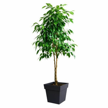 Plant pot EDA Grey polypropylene Plastic 39 cm 39 x 39 x 39 cm