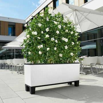 Plant pot Lechuza 32 x 100 x 34 cm White Plastic Rectangular