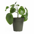 Plant pot Artevasi 50 x 50 x 47,7 cm Green