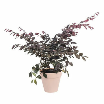 Plant pot Elho   Red Ø 40 cm