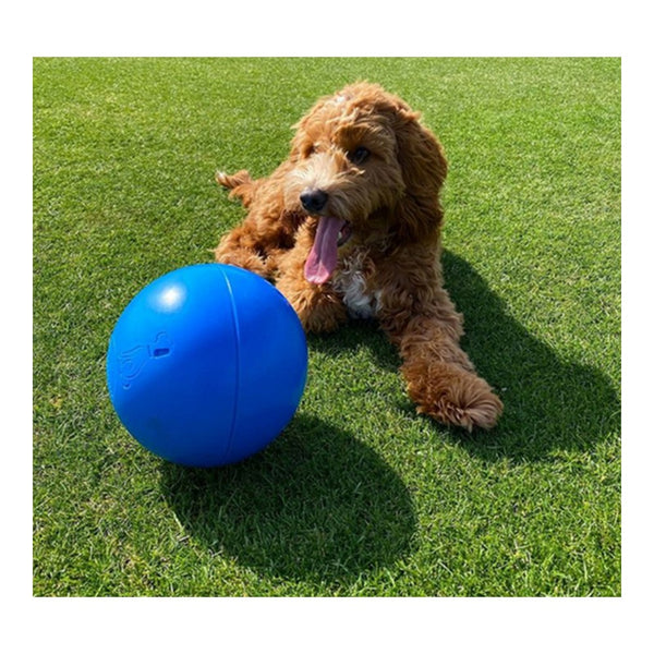 Jouet pour chien Company of Animals Boomer Bleu (200mm)