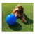 Dog toy Company of Animals Boomer Blue (250mm)