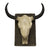 Steer Skull  Wall Mount