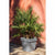 Planter EDA Tuscany Squared Grey Dark grey Ø 50 cm