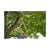 Hedge trimmer Gardena easycut 680b 12003-20