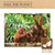 Puzzle Colorbaby Orangutan 6 Units 68 x 50 x 0,1 cm