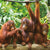 Puzzle Colorbaby Orangutan 6 Units 68 x 50 x 0,1 cm