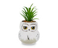 Harry Potter Hedwig 3-Inch Ceramic Mini Planter with Artificial Succulent