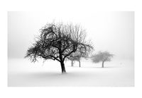 Wallpaper - winter - trees