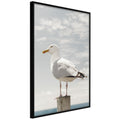 Poster - Curious Seagull