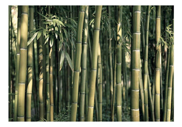 Wallpaper - Bamboo Exotic