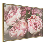 Poster - Pastel Peonies