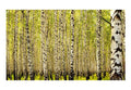 Wallpaper - Birch forest