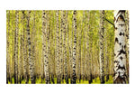 Wallpaper - Birch forest