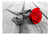 Wallpaper - Abandoned Rose
