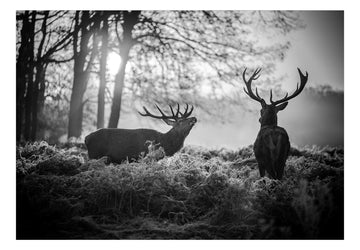 Wallpaper - Deers in the Morning
