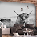 Self-adhesive Wallpaper - Highland Cattle