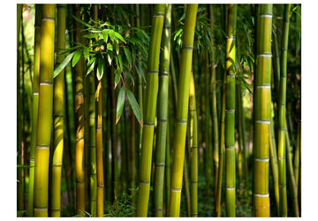 Wallpaper - Asian bamboo forest