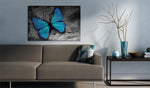 Canvas Print - The study of butterfly