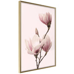 Poster - Blooming Magnolias III