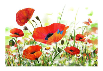 Wallpaper - Country poppies