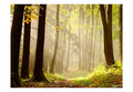 Wallpaper - Mysterious forest path