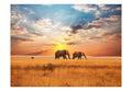 Wallpaper - African savanna elephants
