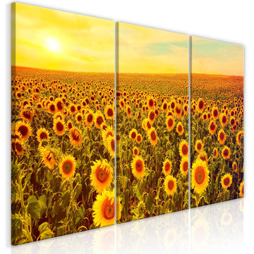Canvas Print - Sunflowers at Sunset (3 Parts)