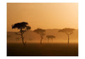 Wallpaper - Massai Mara