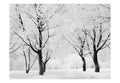Wallpaper - Trees - winter landscape