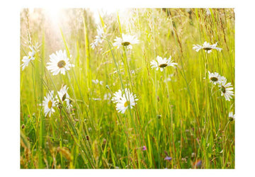 Wallpaper - Daisy field