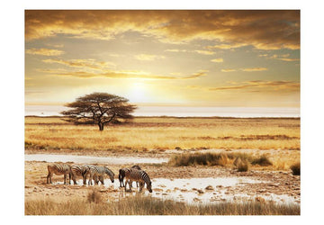 Wallpaper - African zebras around watering hole