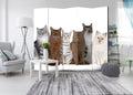 Room Divider - Sweet Cats II [Room Dividers]