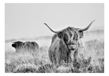 Self-adhesive Wallpaper - Highland Cattle