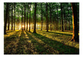 Self-adhesive Wallpaper - Spring: Morning in the Forest