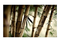 Wallpaper - Fog and bamboo forest