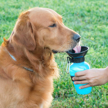 Bouteille Abreuvoir pour Chiens InnovaGoods