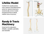 Life Size Flexible Vertebral Spine Pelvis & Femur Skeleton Model Anatomy Model