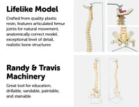 Life Size Flexible Vertebral Spine Pelvis & Femur Skeleton Model Anatomy Model