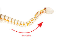 Life Size Flexible Vertebral Spine Pelvis & Femur Skeleton Model Anatomy Model