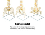 Life Size Flexible Vertebral Spine Pelvis & Femur Skeleton Model Anatomy Model