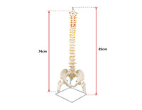 Life Size Flexible Vertebral Spine Pelvis & Femur Skeleton Model Anatomy Model